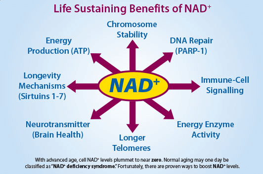 Taking NAD+ to the next level(图1)