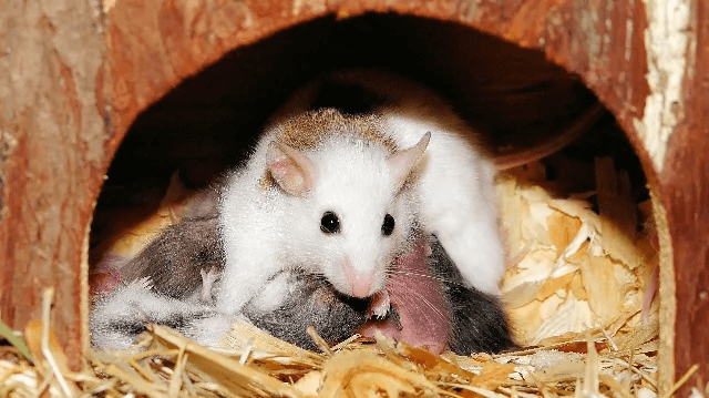 Reproductive Aging Process Reversed in Mice Via NAD+(图1)