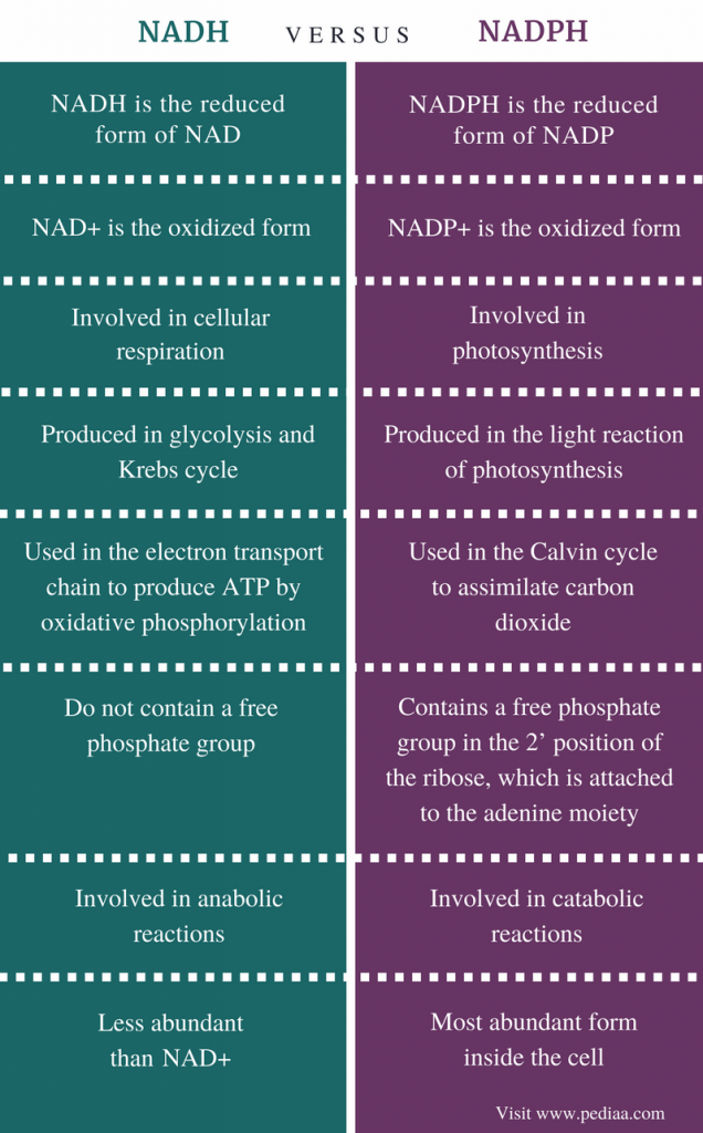 Difference Between NADH and NADPH(1)