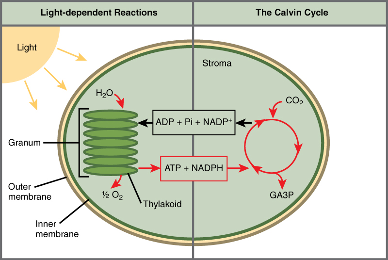 Difference Between NADH and NADPH(3)