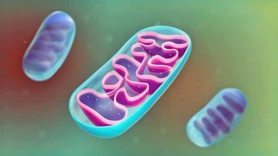 NADH Supplement Side Effects: What 30 Years of Real-World Data Reveal 1 image 1