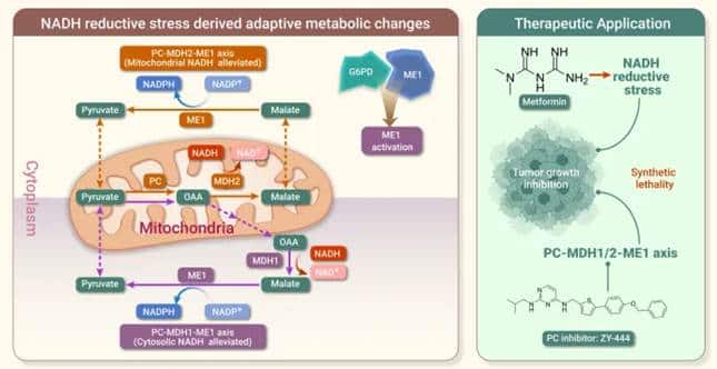 NADH Metabolism Reveals Cancer Cell Vulnerability, Combination Therapy Demonstrates Tumor-Suppressive Potential 4 image 1