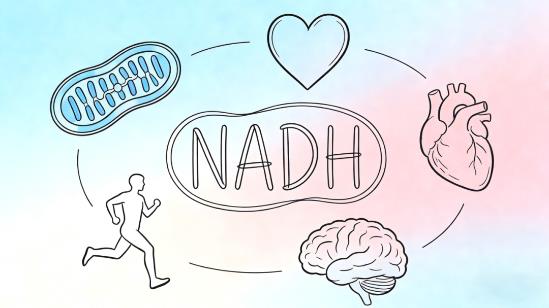 NADH Supplement Side Effects: What 30 Years of Real-World Data Reveal 4 image 3