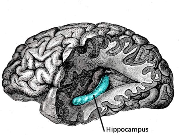 Cognitive Decline: 1 Brain Protein May Drive It, and NADH May Help 2 image
