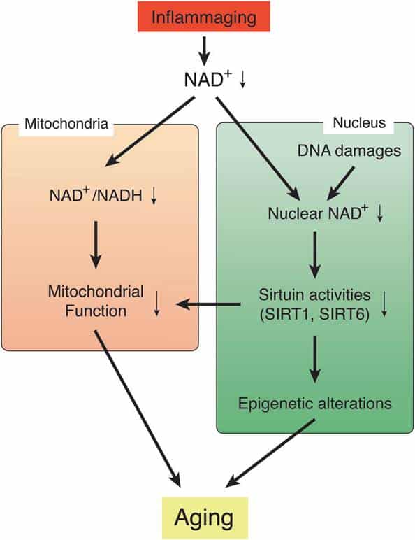NAD World 3.0: New Breakthrough in Aging Research 2 image 1