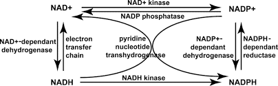 Redox Balance, Not a Bigger NAD+ Pool: What a Fly Study Found 2 image 1