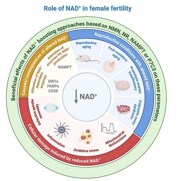 NAD+: A Key to Reversing the Fertility Clock? Insights from a New Review 1 image 2