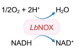 Redox Balance, Not a Bigger NAD+ Pool: What a Fly Study Found 3 image 2
