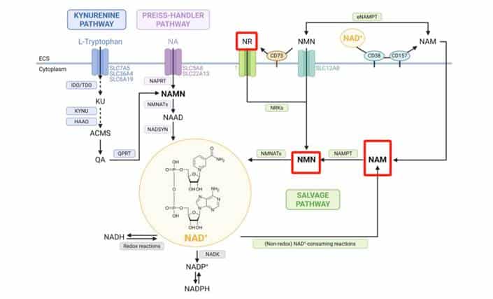 NAD+: A Key to Reversing the Fertility Clock? Insights from a New Review 3 image 3