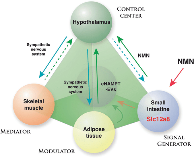 NAD World 3.0: New Breakthrough in Aging Research 3 image 3