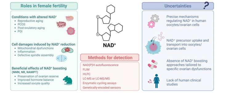 NAD+: A Key to Reversing the Fertility Clock? Insights from a New Review 2 image 4