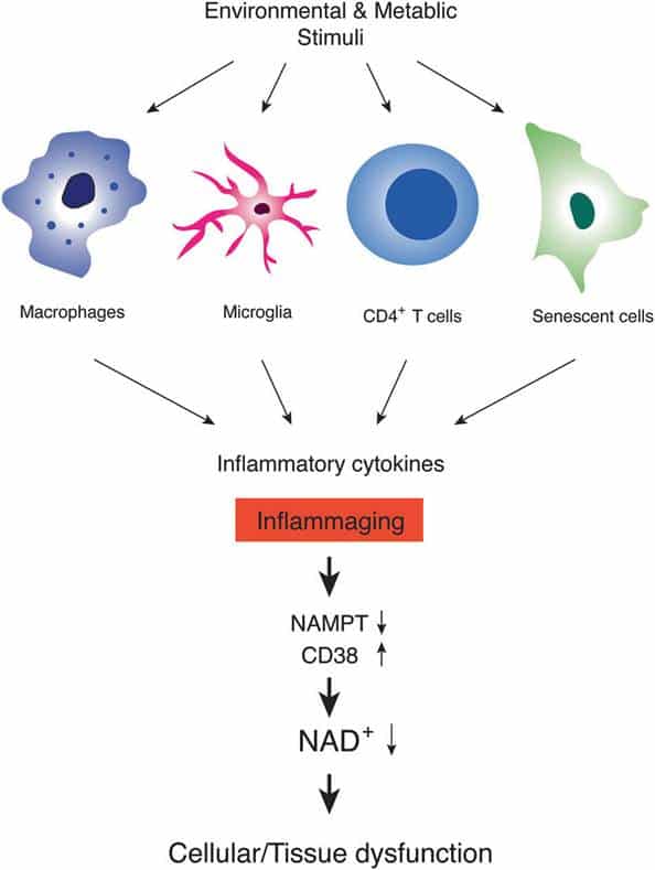 NAD World 3.0: New Breakthrough in Aging Research 1 image
